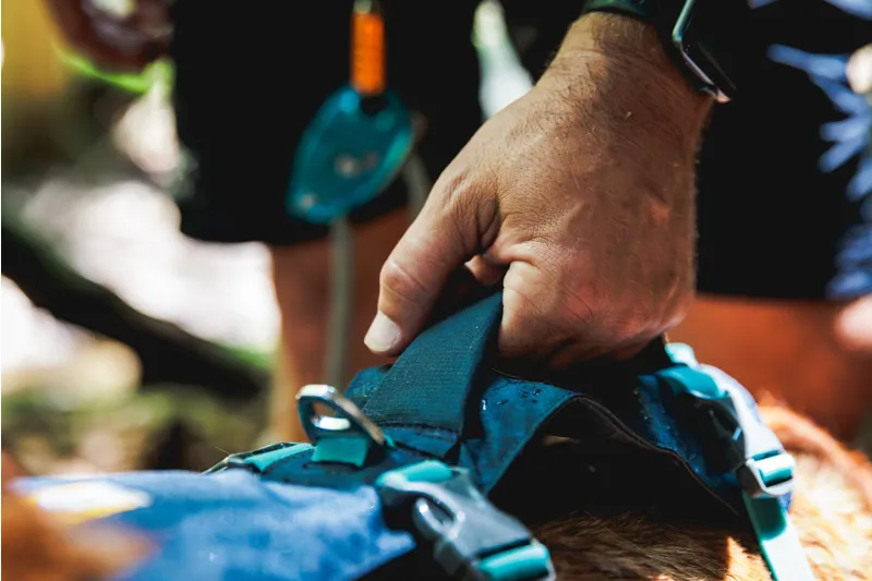 Ruffwear Flagline Dog Harness Alpenglow Pink-12